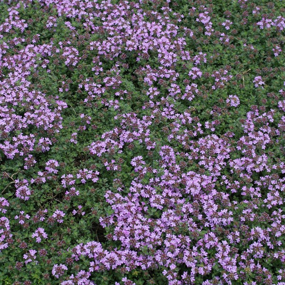 Thymus pseudolanuginosu